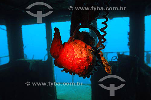  Shipwreck in the Caribbean sea - Islands of Utila and Roatan - Honduras (Bay Islands) - pointed as the cheapest place to learn to dive of all Caribbean - junho/2004 