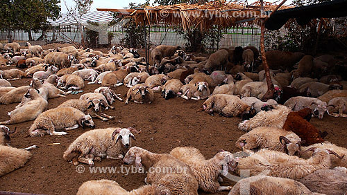  Sheep husbandry - Izmr - Turkey - 10/2007 