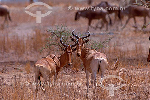  Hartebeest (Alcelaphus buselaphus) - Africa 
