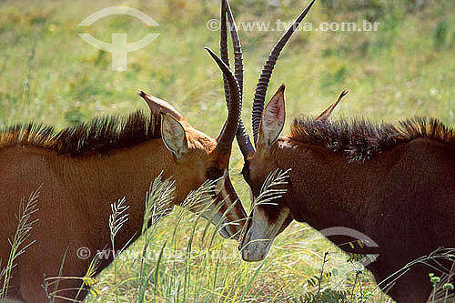  Couple of Sable Antelope (Hippotragus niger) - Shimba Hills National Reserve - Kenia - Africa 