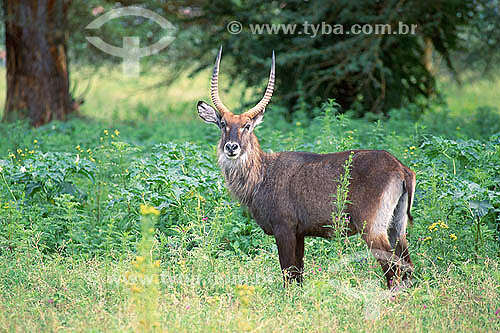  Defassa Waterbuck (Kobus defassa) - Nakuru Lake National Park - Kenia - Africa 