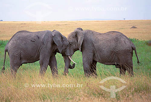  African Elephant (Loxodonta africana) - Masai Mara National Reserve - Kenia - Africa 