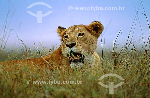  African Lion (Panthera leo) - Masai Mara National Reserve - Kenia - Africa 