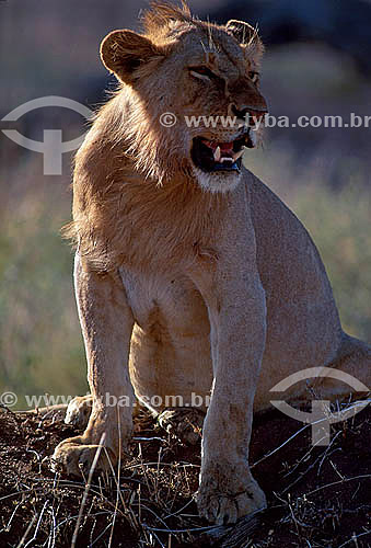  African Lion (Panthera leo) - Masai Mara National Reserve - Kenia - Africa 