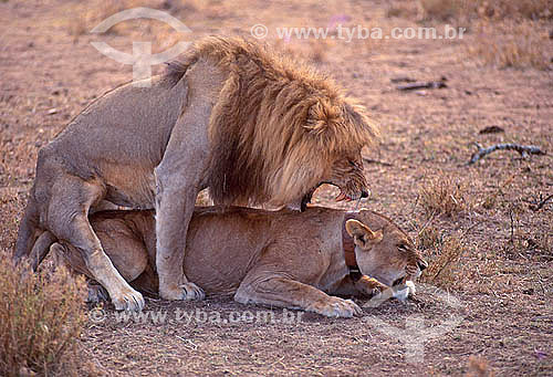  African Lion (Panthera leo) - Masai Mara National Reserve - Kenia - Africa 