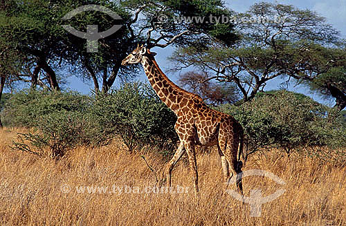  Giraffe (Giraffa camelopardalis) - Masai Mara National Reserve - Kenia - Africa 