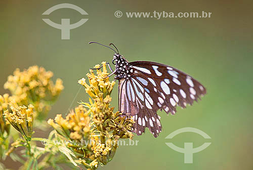  Butterfly (Papilio sp.) - Masai Mara National Reserve - Kenia - Africa 