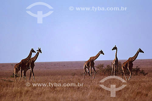  Giraffe (Giraffa camelopardalis) - Masai Mara National Reserve - Kenia - Africa 