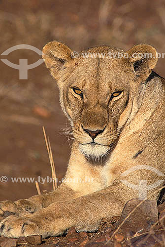  African Lion (Panthera leo) - Masai Mara National Reserve - Kenia - Africa 