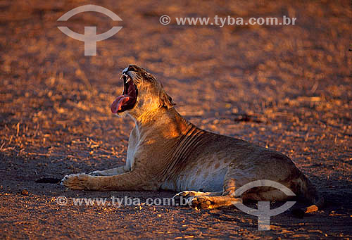  African Lion (Panthera leo) - Masai Mara National Reserve - Kenia - Africa 