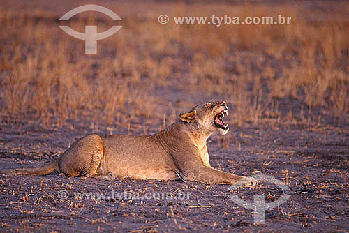  African Lion (Panthera leo) - Masai Mara National Reserve - Kenia - Africa 