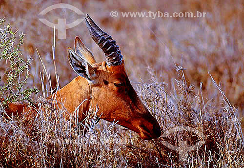  Topi (Damaliscus korrigum) - Kenia - Africa  