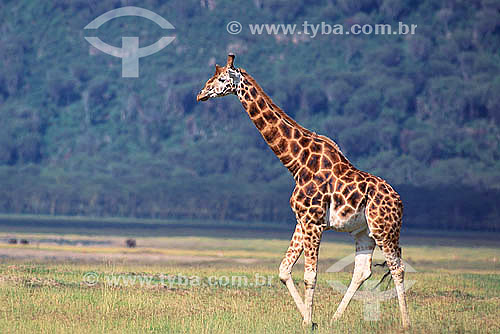  Rothschild`s Giraffe (Giraffa camelopardalis rothschildi) - Nakuru Lake National Park - Kenia - Africa 