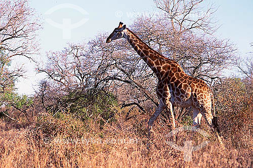  Giraffe (Giraffa camelopardalis) - Kenia - Africa 