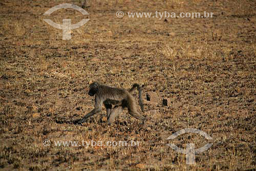  Baboon (Papio papio) - Pilanesburg National Park - South Africa - August 2006 