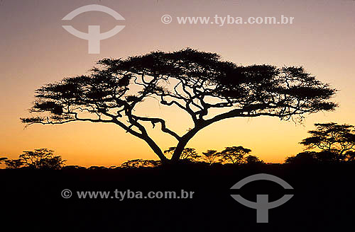  Sunrise - Serengeti National Park - Tanzania 