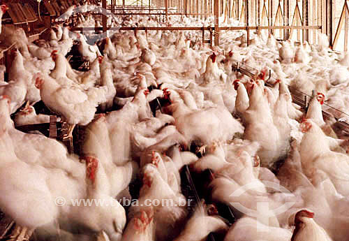  Agro-Industry (Agro Industry) - Poultry: Chicken farm  