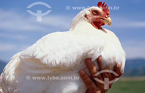  Agro-Industry (Agro Industry) - Poultry: a human hand holding a chicken 