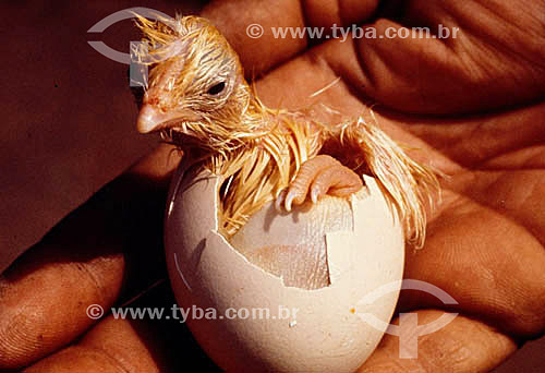  Agro-Industry (Agro Industry) - Poultry: young chicken hatching in a human hand  