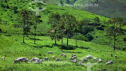  Cattle raising - Secretário town region - Petropolis- - Rio de Janeiro state - Brazil 