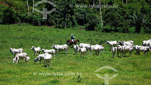  Cattle raising - Secretário town region - Petropolis- - Rio de Janeiro state - Brazil 