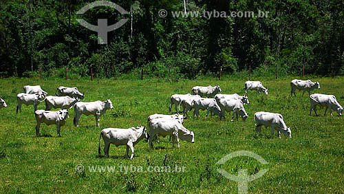  Cattle raising - Secretário town region - Petropolis- - Rio de Janeiro state - Brazil 