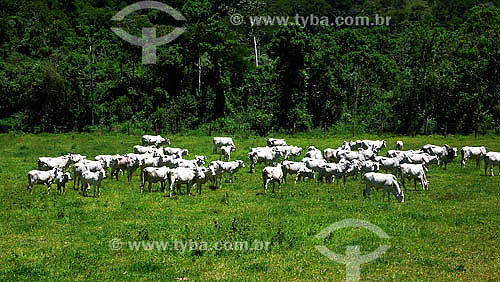  Cattle raising - Secretário town region - Petropolis- - Rio de Janeiro state - Brazil 