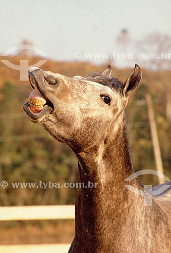  Horse raising : MangaLarga horse breed 