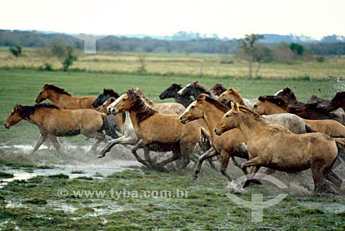 Horse raising : horses running on a prairie 
