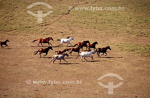  Horse raising : horses running on a prairie 