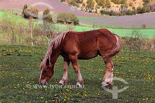  Horse raising : horse on the pasture, Andorra (country) 
