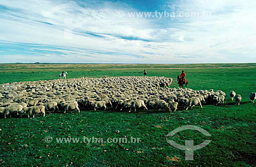  Sheep farm - Rio Grande do Sul - 1979 