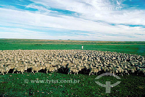  Sheep - Rio Grande do Sul state - Brazil - 1979 