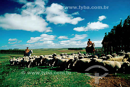  Sheeps - Rio Grande do Sul state - Brazil - 1979 