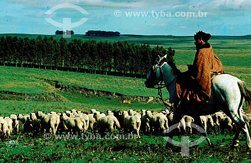  Brazilian cowboy with sheeps 