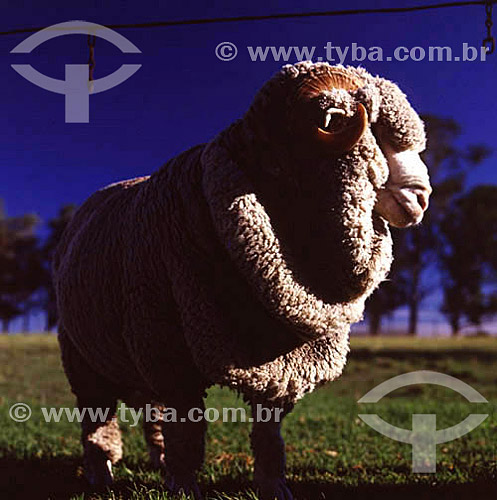  Sheep - Rio Grande do Sul state - Brazil - 1979 