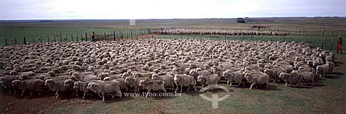  Sheeps - Rio Grande do Sul state - Brazil - 1979 