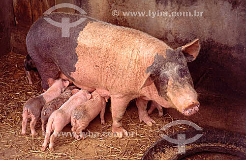  Pigs - Mother and youngs 