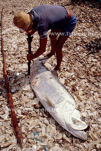  Scaling a tarpon fish 