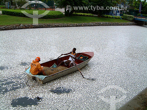  Dead fishes floating at Rodrigo de Freitas Lagoon next to Caiçaras club - Rio de Janeiro city - Rio de Janeiro state - Brazil 