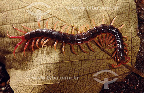  Caterpillar species Otostigmus sp at the Butantan Institute - Sao Paulo city - Sao Paulo state - Brazil 