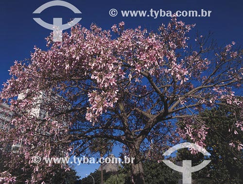  Subject: Tree (Chorisia speciosa) at Botafogo beach, with the Sugar Loaf on the background Place: Rio de Janeiro city - Rio de Janeiro state - Brazil Date: 14/06/2005 