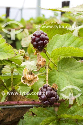  Subject: Mullberrys plantation Place: Campos de Jordao city - Sao Paulo state Country: Brazil Date: 26/01/2008 
