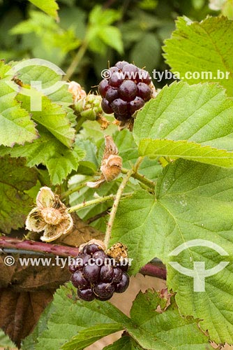  Subject: Mullberrys plantation Place: Campos de Jordao city - Sao Paulo state Country: Brazil Date: 26/01/2008 