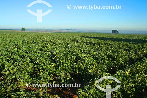  Subject: Agriculture - Soybeans plantation Place: Santo Angelo region - Rio Grande do Sul state Date: 03/2008 