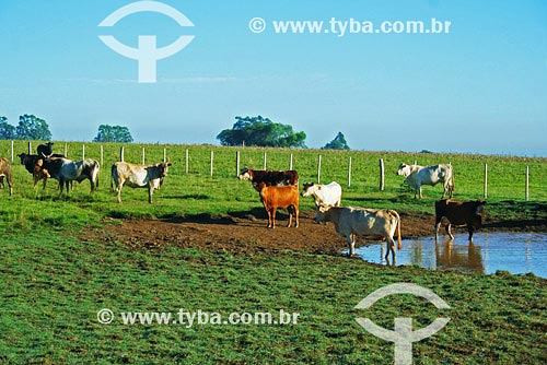  Subject: Cattle-raising  Place: Santo Angelo region - Rio Grande do Sul state Date: 03/2008 