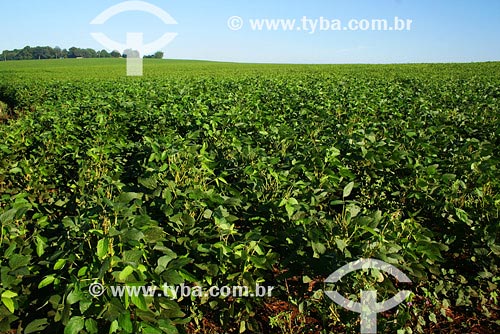  Subject: Agriculture - Soybeans plantation Place: Santo Angelo region - Rio Grande do Sul state Date: 03/2008 