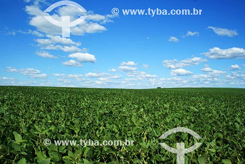  Subject: Agriculture - Soybeans plantation Place: Santo Angelo region - Rio Grande do Sul state Date: 03/2008 