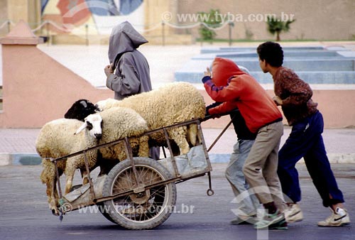  Subject: Animals transportation Place: Marroco Date:  