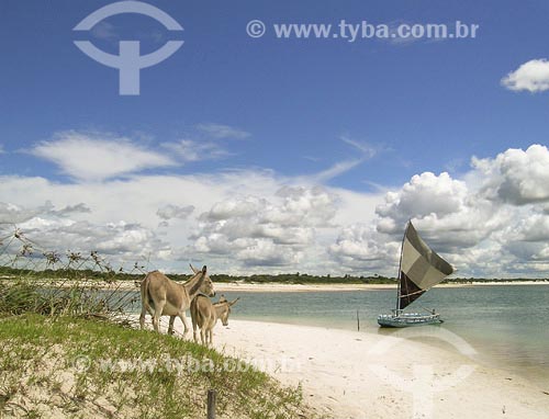  Subject: Donkeys on the beach 